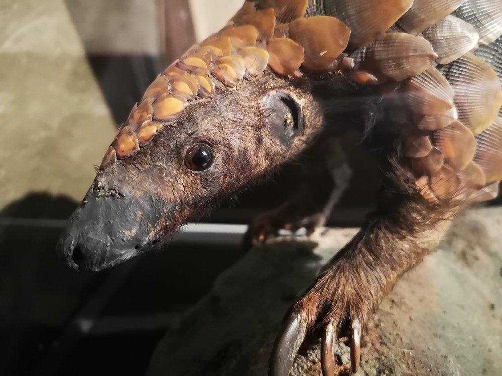 Xl pangolin a longue queue photo joe lle kugler mai 2020 7